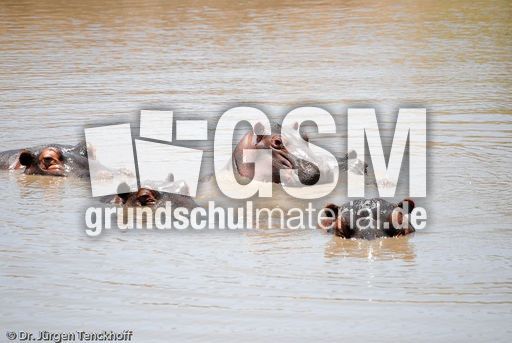 Flusspferd (45 von 104).jpg